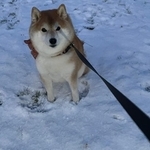 「いったん興味ないフリをするタイプの柴犬」ボールを投げると…「ツンデレ柴の本領発揮」「わかる！」