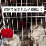 子猫6匹が「一斉にシャー！」初対面の“まさかの展開”に猫さんは？　その後どうなった？