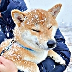 雪にまみれて「揚げパン」のようになったムギちゃん（画像提供：柴犬ムギさん）