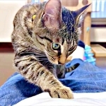 「おかしいニャ…」ポケットに入りたい保護猫に2.7万人悶絶　「いけ！がんばれ！」「無理やり入ってかわいい」「前世はカンガルー？」