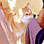 猫がチヤホヤされてて…「私も！」柴犬が必死のアピール→急に我に返るギャップに爆笑「ヤキモチだなぁ～」「かまって柴ちゃん」