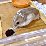 おやつで頬がパンパンのハムスター、つっかえてお家に帰れない！→衝撃の結末に1万人が悶絶「バク転上手」「すってんころりんかわいい」