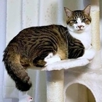 病院に連れていこうとした時の拒否モード姿に……「ドラえもんみたいい！」との声も（画像提供：おかかとそぼろの成長記録さん）