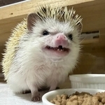 「外に出すんじゃない！」ハリネズミが食後に“お決まりポーズ”　ケージの穴から出してきたのは……「器用ですね」「ピッタリ！」