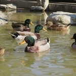 客が三度見しちゃう……1匹だけ異様なカモさん　その光景に「行き倒れ？」「これ置物？」