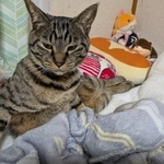 「段ボール箱」をお気に召して、ドヤってる1歳の猫さん　ポーズに「オッサンか？」「社長の風格」「柄がタトゥーに見える」