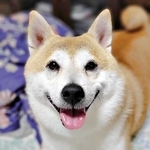 にっこり笑顔が愛らしいらいとくん（画像提供：柴犬らいと（巨柴）＆夜盲 章さん）