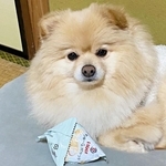 初めて食べたおやつに感動したポメラニアン、空袋を離さなくなる　「泣ける」「かわいすぎて貢ぎたい」「お年玉あげたい」の声続出