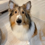 シャンプー前。飼い主さんを見上げるベルカくん（画像提供：ジト目のベルっち シェルティさん）