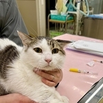 僕、腎臓が悪くなって入院だって