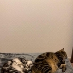 ”筋トレ”ネコ　取っ組み合いでやられてばかりのお兄ちゃんネコが体幹トレーニング？