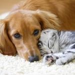 愛犬・愛猫の鳴き声を「うるさい」と思うことはある？　※画像はイメージです（Paylessimages/stock.adobe.com）