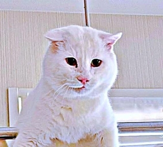「病院、行かない！」 と困った猫さんが…（画像提供：Hirokoさん）
