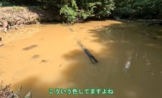 保全活動を始めた1年前、茶色く濁っていた池は現在…／コミヤさん（@ariake538）提供