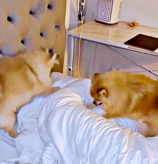 「起きて！」パパを挟んでホリホリする（左から）テディくん、ずんだくん（画像提供：ベアさん家さん）