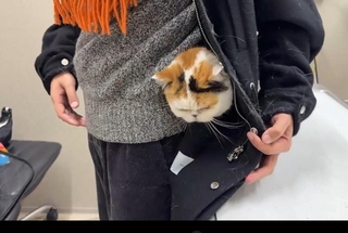 ぐるっと一回りをして、顔を出すあんみつちゃん（「猫は液体」さん提供、Xよりキャプチャ撮影）