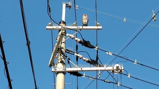 電柱の上にフクロウ？