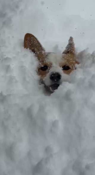 笑顔で埋もれています（画像提供：きなこ @ 北海道コーギーさん）