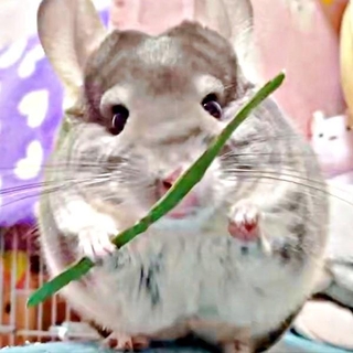 食事シーンが爆笑を誘ったプリンちゃん（画像提供：プリンさん）