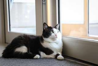 玄関のマットに鎮座し、帰社するドライバーたちを待つふく（撮影／石黒謙吾）