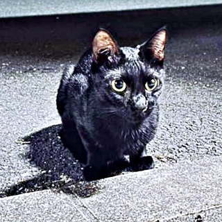 保護前、道路上にたたずむしずくちゃん（画像提供：さばりんご。さん）