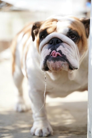 人が手をかけて育てるため人懐っこい性格になる（画像提供：大塚さん）