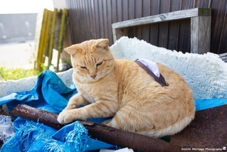 風景に馴染んでいる、ティッシュペーパーホルダーねこ