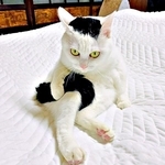 「フリーザ！？」　黒い尻尾を抱え込む猫さんが妖艶 「コレ、あたいの尻尾だかんねっ」