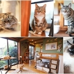 マンチカンの「笑（わら）」（左上）、スコティッシュフォールドの「きなこ」（中上）、キジトラの「あんず」（右上）、ラグドールの「ゆふ」（右下）、猫カフェ内の様子（左下）