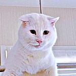 通院を拒否した元保護猫、逃走の果てに…　物干し竿にまたがる姿にSNS驚愕「SASUKEやってる」「すごいバランス力」→このまま30分