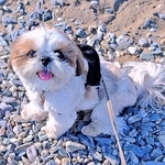 散歩中に、遊んで欲しいポーズ！→なのに、気づいてもらえない犬　そのワケに「不器用」「不憫でかわいい」2.6万人悶絶