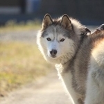 「なぜ誰も、骨を拾いに来なかったのか」約100匹の犬が命を落とした火災、保護団体が見た現実