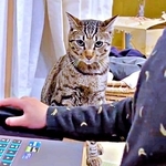 ゲームに夢中なお兄ちゃんにイラッ… 一緒に遊んでほしい猫がとった“まさかの報復”にびっくり！「必殺仕事人」「 駆け引きが最高」
