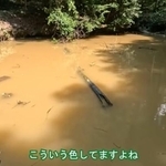 アメリカザリガニを駆除して1年…茶色く濁っていた池は、緑に覆われた豊かな水辺に　水草が繁茂し絶滅危惧種も確認された“生態系の回復”