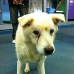 殺処分で、真っ暗な地下室にいたシニア犬を救出→日光を浴び、笑顔を取り戻して歩けるように