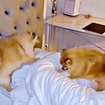 2匹の犬が、朝4時からパパを全力ホリホリ！ 激しすぎる“目覚まし”に3.4万人が爆笑「ここほれ、ワンワン」「幸せな悲鳴」