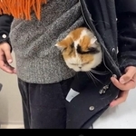 ぐるっと一回りをして、顔を出すあんみつちゃん（「猫は液体」さん提供、Xよりキャプチャ撮影）