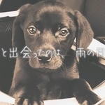 ガリガリに痩せ細った、売れ残り6万円の子犬「この子、連れて帰れますか？」迎えた一人暮らし男性の人生激変、気づけば家族になっていた7年間