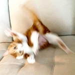 静電気と戦うラテちゃん（画像提供：保護猫ラテちゃん）