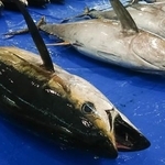縄文人もマグロが大好きだった？