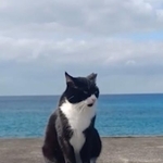 地域猫が行方不明や連続死　ボランティアが感じた“事故や病気では説明できない違和感”とは？