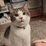 猫にリードを付けたら“モップ”のように！？　突然フリーズした姿が可愛すぎた