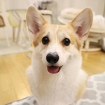 「猫なでてるのバレて犬に怒られた」飼い主さん「見えないはずなのに…」「どっちも可愛い」