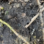 裏山から「震えるレベル」の発掘品！…100年前の “奇跡の完品”に「すっごい興奮する」「大変貴重な品」