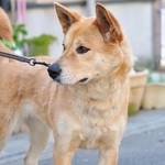 自宅前に毎朝放置される「犬のふん」→防犯カメラがとらえたのは、町内会の役員だった！　過去には逮捕されたケースも【弁護士が解説】