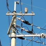 電柱のてっぺんから、ずっと見つめられている……　奈良の街角で見つけた「模造品」、あんな場所に設置していいの？　その意味は？