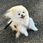 「強風オールバックやん」風に煽られまくる犬に20万いいね　“流線型”に激変する姿が「疾走感ある」「超超超絶かわよ」