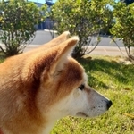 「これが自分に都合のいい言葉だけを感知する耳レーダーか」という文言とともに投稿されていた写真（画像提供：inosemarineさん）