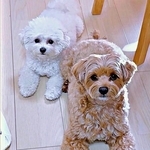 「ママ、遊ぼ」じっと見つめる（左から）ちろちゃん、まおくん（画像提供：まお ちろさん）