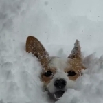 笑顔で埋もれています（画像提供：きなこ @ 北海道コーギーさん）